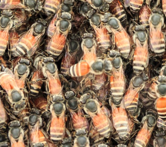 bees from thinkstock