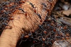ant army