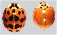 asian lady beetle