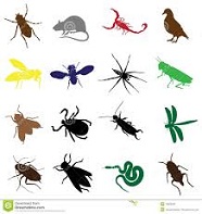 bugs and rodents