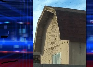 swarm of bees on barn