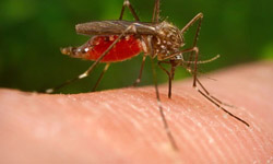 west nile mosquito small