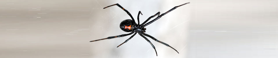 Black Widow