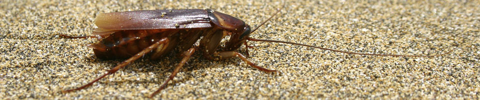 Cockroach