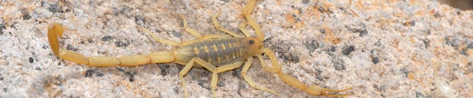 Scorpion