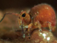 Springtail NEW