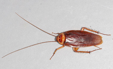 american cockroach