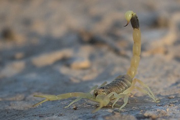 death scorpion