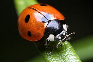 lady bug