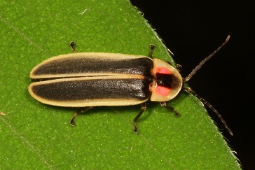 lightning bug