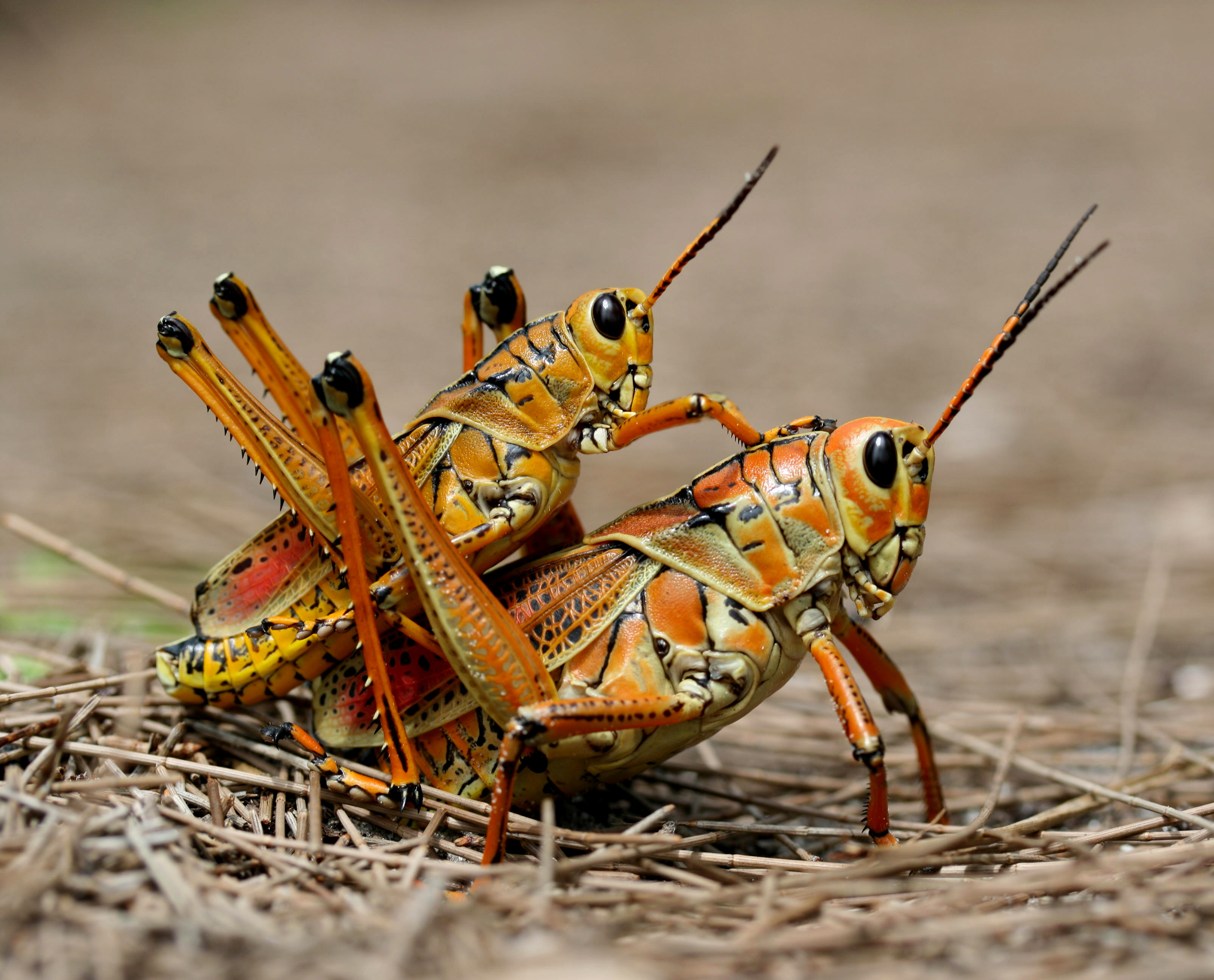 mating insects