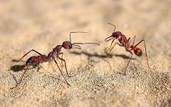 ants 2