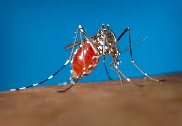 asian tiger mosquito