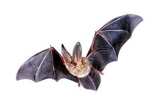 bat