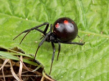 black widow spider