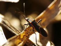 Box Elder Bugs