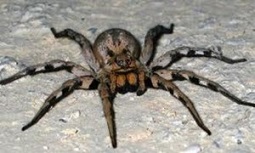 brazilian wandering spider