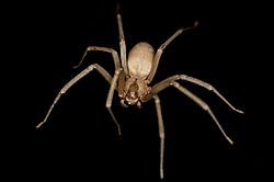 brown recluse spider