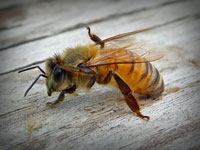Bees, Wasps, Hornets, Yellow Jackets