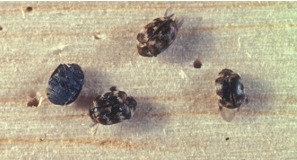 capet beetles