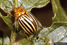 colorado potato beetle