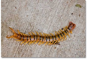 desert centipede