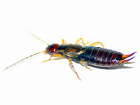 Earwigs