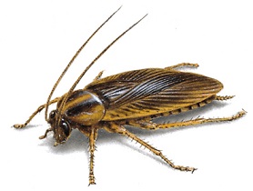 german cockroach