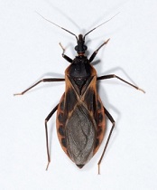 kissing bug