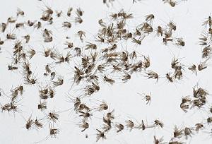 new mosquitoes