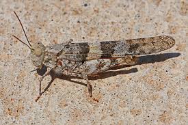 pallid grasshopper