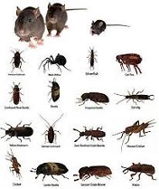 rodents and bugs