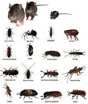 rodents and bugs