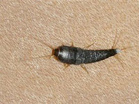 Silverfish