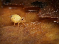 Springtails