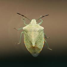 stink bug