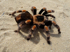 tarantula