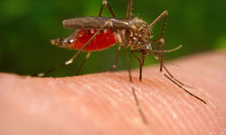 FIRST CASE OF WEST NILE VIRUS REPORTED FOR 2019 IN LAS VEGAS - Global