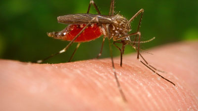 west nile mosquito