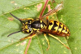 yellowjacket