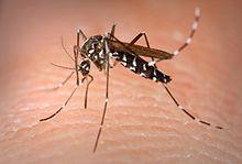zika mosquitoe